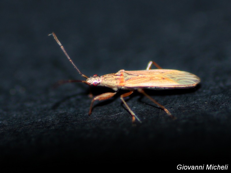 Lygaeidae:  Paromius gracilis